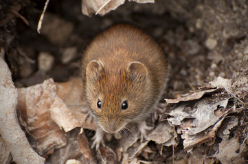 bank vole in the forest between leaves, Myodes glareolus © AR Pictures