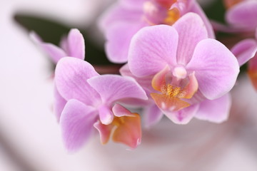 Naklejka na ściany i meble Orchids flowers
