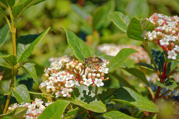 Obraz premium Abeille qui butine