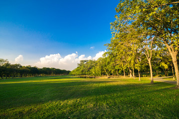 Beautiful green summer park garden with blue sky.