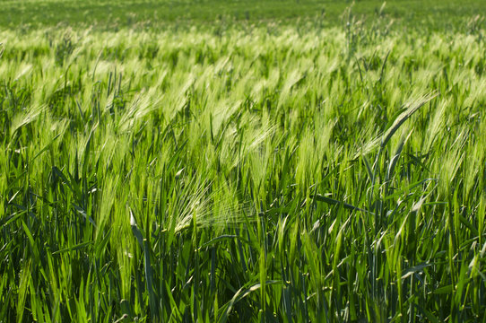 field of fresh green barley in spring
