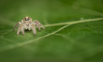 Fototapeta premium Jumping spider on Leaf
