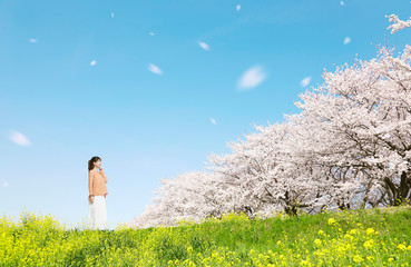 満開の桜と菜の花と女性