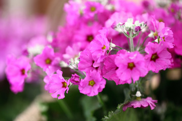 Fototapeta na wymiar Purple primrose flowers