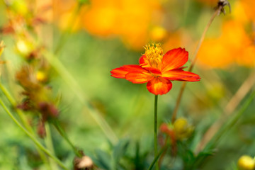 Orange Cosmos Flower