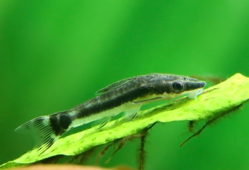 Otocinclus in planted aquarium