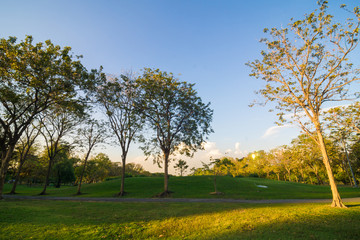 Green trees in beautiful park over blue sky in evening
