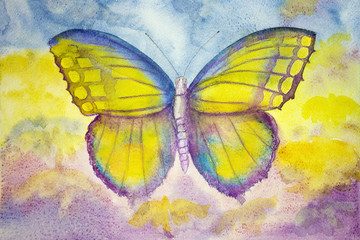Fototapeta na wymiar Yellow and blue butterfly. The dabbing technique gives a soft focus effect due to the altered surface roughness of the paper.