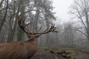 Hirsch von Hinten