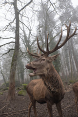 Brüllender Hirsch im Wald mit Nebel