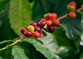 Obraz premium Плоды кофейного дерева