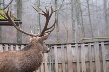 Hirsch von Hinten