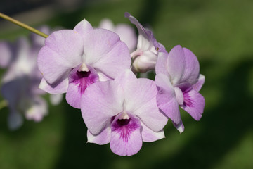 Violet Pink Orchid Flower