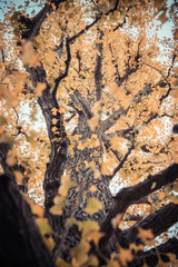 Under branch of yellow Ginkgo tree in vintage style