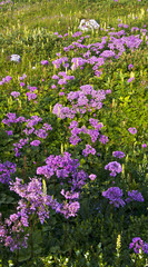 Blooming in alpine meadow. Italy.