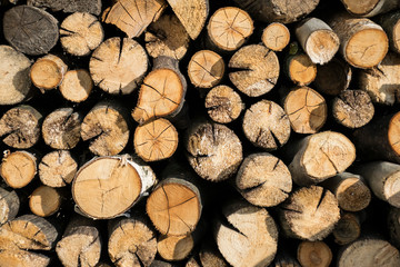 round cuts of firewood in a woodpile