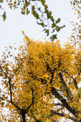 Yellow ginkgo tree with white sky