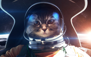 Brave cat astronaut in the spaceship cabin. This image elements furnished by NASA.