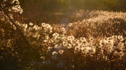 Dried flowers, autumn meadow, sunlight