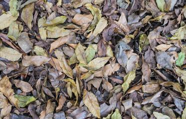 many dry leaf pile together