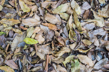 many dry leaf pile together