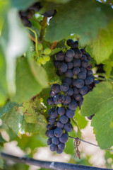 Rotwein-Rebe Weintrauben