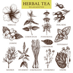 Botanical collection of hand drawn herbal tea ingredients. Decorative vector set of vintage herbs sketch