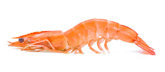 shrimp on a white background