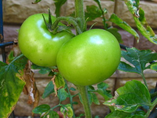 green tomatoes in the garden