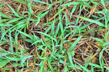Fresh grass with dew drops