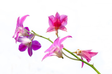 Isolated of orchid.