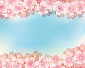 cherry blossom background