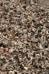 Crabs on the pier of Jamestown, Accra, Ghana.