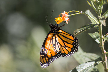 Fototapeta na wymiar La mariposa monarca cuelga agarrada de la flor.