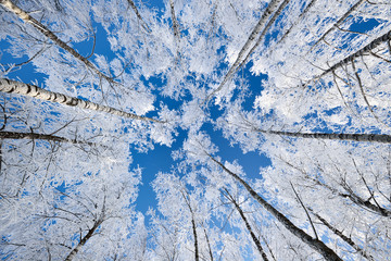 Low Angle View der Birken in Rauhreif und Schnee nach einem Blizzard. Klarer blauer Himmel. Winter Wunderland. Natur, Klimawandel, Jahreszeiten, Weihnachten, grafische Ressourcen, Ökologie, Umwelt
