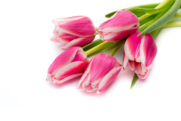 Tulips pink on the white background.