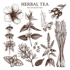 Botanical collection of hand drawn herbal tea ingredients. Decorative  set of vintage herbs and spice sketch. Vector illustration