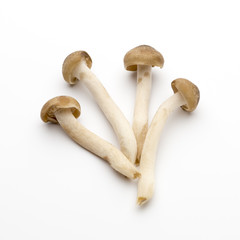 Mushroom on the isolated background.