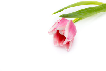 Obraz na płótnie Canvas Tulips pink on the white background.