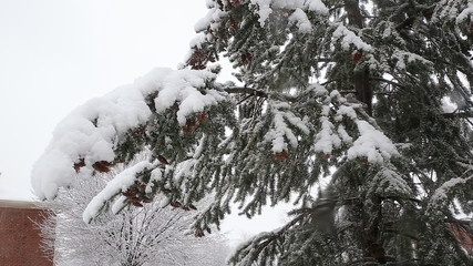Spruce tree with many cones in a snowstorm. Grey and stormy winter day  - Powered by Adobe