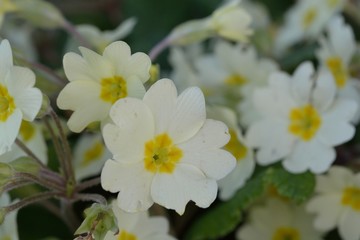 Fototapeta premium White flowers
