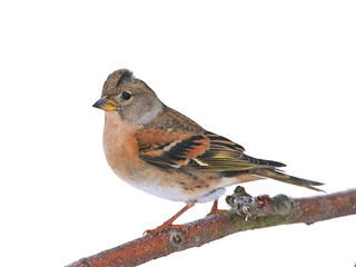 Brambling (Fringilla montifringilla)
