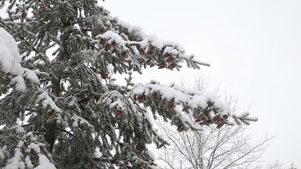 Spruce tree with many cones in a snowstorm. Grey and stormy winter day  - Powered by Adobe