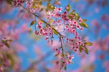 Pink cherry blossom