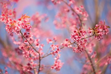 Obraz premium Pink cherry blossom