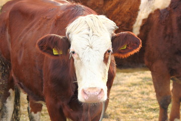 Kuh im Feld in Steiermark, Österreich