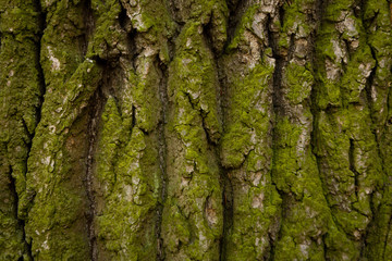 Tree Bark Texture natural background