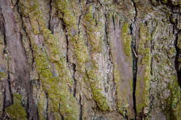 Tree Bark Texture natural background