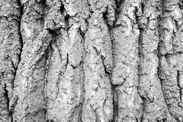Tree Bark Texture natural wood background