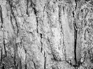 Tree Bark Texture natural wood background